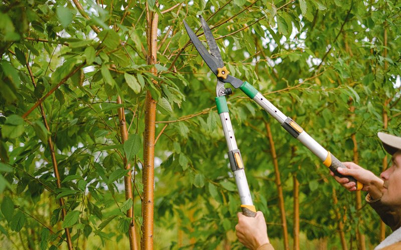 Tree trimming in Dufur, OR